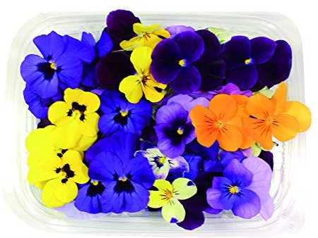 Fiori Commestibili BIO LOGICI – 60 Veilchen in gemischten Farben in einer Lebensmittelschale von 16 cm x 13 cm x 1,5 cm – in der Toskana vom Bauernhof Carmazzi angebaut
