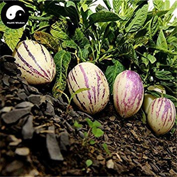 VISTARIC Kaufen Melone Aubergine Fruchtsamen 60pcs Pflanze Ginseng Obst Pepino Aiton
