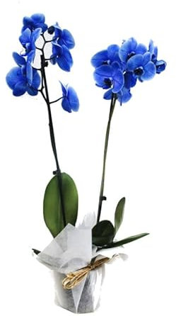 Orquídea Mariposa Magic Blue PREMIUM Planta Natural con Flores de Color Azul