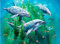 3D LiveLife Linsenförmige Wandkunst Drucke - Delphin Seetang von Deluxebase. Ungerahmtes 3D Ozean Poster. Perfekter Wandfüller. Original kunstwerk lizenziert von bekannt künstler, Tami Alba
