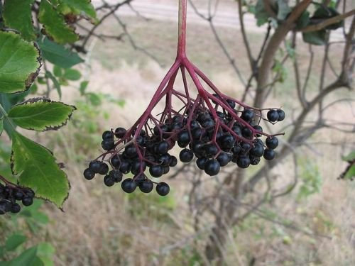 Holunder, Schwarzer Holunder Baum Beere, 100 Samen