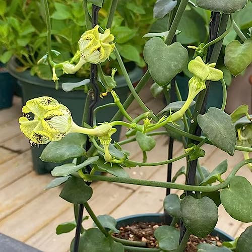 50 Samen Ceropegia woodii Pflanze Schnittblumen, Kübelpflanzen Ceropegia trichantha Bienenfreundliche Blumensamen, Winterharte Stauden Gastgeschenk Blumensamen, Zimmerpflanzen Samen