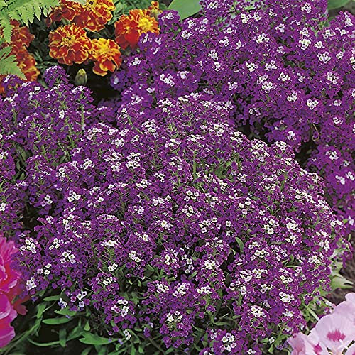 Mr Fothergills - Flower - RHS Alyssum Violet Queen - 1500 Seeds