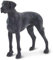 Safari Ltd. Deutsche Dogge Figur | Majestätische 5“ Hundefigur | Ungiftig & BPA-frei | Für Kinder ab 3 Jahren geeignet