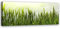 Feeby Bild auf Vlies Leinwand Feld Körner Ähre 120x40 cm Kunstdruck Modern Wandbilder Deko Flur Wohnzimmer Himmel Natur Sonnenstrahlen Grün