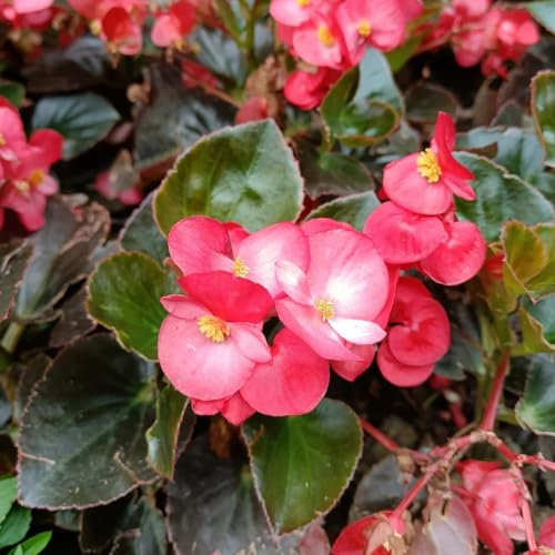 50 piezas semillas de begonia de hielo begonia, flores, planta semillas de begonia Plantas perennes resistentes para pleno sol y jardín de flores. Cama elevada para jardín, plantas