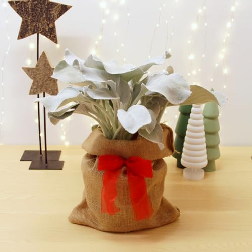 Carbeth Plants - Senecio Angel Wings Plant in 3L Pot with Hessian Gift Wrap - Striking Evergreen Flowering Outdoor Perennial - Silver Velvet Leaves - Easy to Grow Christmas Gardening Gift
