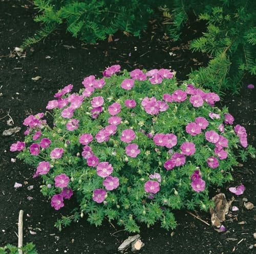 Blut-Storchschnabel 'Nanum' im Topf Geranium sanguineum Bodendecker