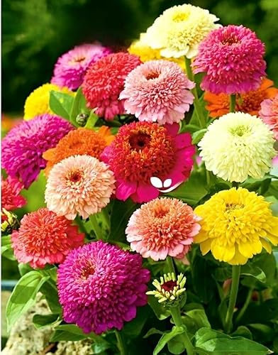 Zinnia Scabiosa Flowered Mix - 150 Seeds (Zinnia elegans) + Freebie + Plant tag