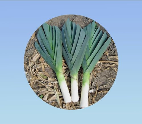 100 graines de Poireau Géant hiver - robuste - Variété Rustique et Très Productive pour Récoltes d'Hiver