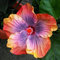 50 Stück Hibiskus Samen, Hibiskus Blumensamen Mehrjährig Stauden, Tropische Blumen Pflanzen Samen für Garten und Balkon, Einfache zu Pflanzen, Hoher Ertrag, Hibiskus Saatgut