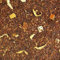 SABOREATE Y CAFE THE FLAVOUR SHOP Tè Rooibos ai Fiori d'arancio Infuso Naturale Isotonico Dimagrante 500 g