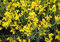 Genista lydia - Steinginster lydia - Syrischer Ginster - Goldgeber Ginster - Besenginster Preis nach Größe 30-40 cm