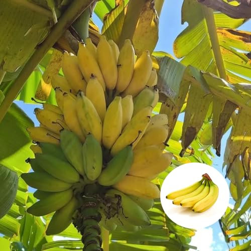 400 pcs winterharte bananensamen, bananenbaum winterhart, zwergobstbäume, zimmerpflanze bananenpflanze säulenobst, geschenke seltene pflanzen, samen bio pflanzen samen indoor, bonsai