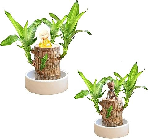 Plantes de bambou porte-bonheur d'intérieur – Souche d'arbre artificielle – Mini bois porte-bonheur du Brésil – Bambou magique à germination