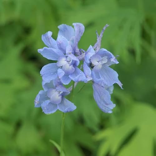 6 x Rittersporn Cliveden Beauty - Delphinium 'Cliveden Beauty' Topf 9x9cm: Herrliche, violette Blütenrispen, ideal für Staudenbeete und Schnittblumen.