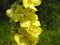 25pcs Osage Orange Tree Seeds