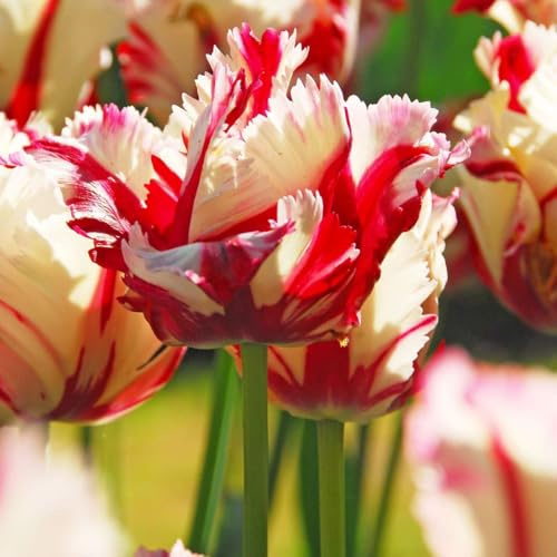Plant in a Box - Tulipa Estella Rijnveld - 14x Tulpenblumenzwiebeln - Winterharte Blumenzwiebeln für Garten, Terrasse oder Balkon