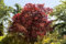 Acer palmatum 'Beni-maiko' - Japanischer Fächerahorn, 60-80cm, C7,5 Topf, Rotlaubig, Zierpflanze für Garten/Balkon