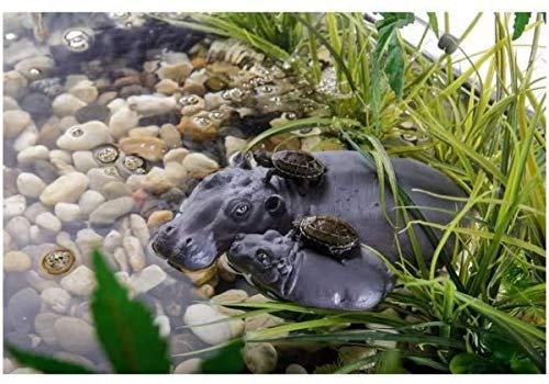 Exo Terra Hipopotamo Schwimmende Insel, 300 g