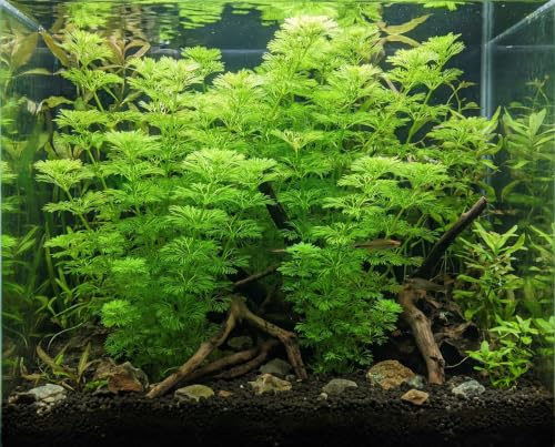 Limnophila sessiliflora – NatureHolic In-Vitro Acquario muschio per gamberetti Acquario