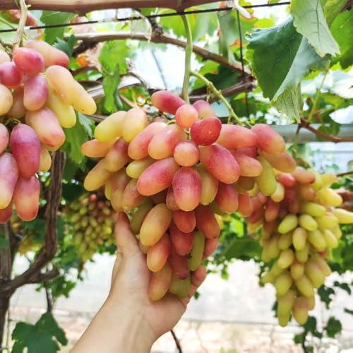 300 piezas semillas de uva, Planta de raíz de uva, de rápido crecimiento. Uvas sin pepitas, regalos para los amantes de la jardinería Plantas frutales, macetas, fáciles de plantar.