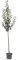 Birnenbaum Gellerts Butterbirne Herbstbirne saftig süß Halbstamm 150-170 cm 10 L Topf Unterlage Slg.