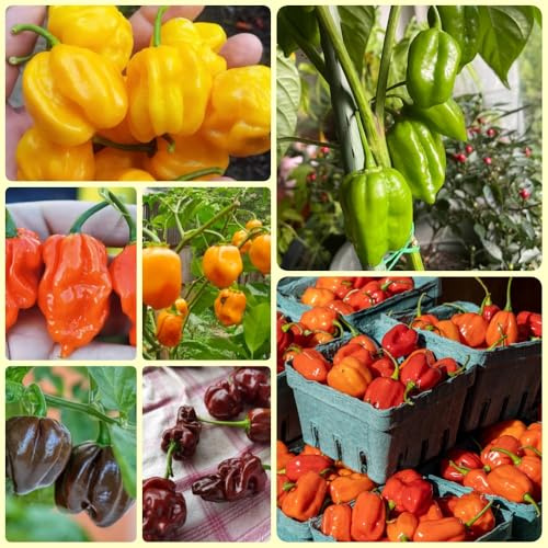 Semillas de Chile Habanero - semillas de chile cultivo raras semillas de balcón 120pcs