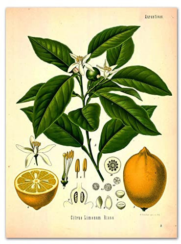 TANYANG Vintage Zitrone Poster Zitrusfrüchte Botanische Wissenschaftliche Identifizierung Leinwandmalerei Zitrone Pflanze Küche Illustration Wandkunst Wohnkultur 40X50Cm Kein Rahmen