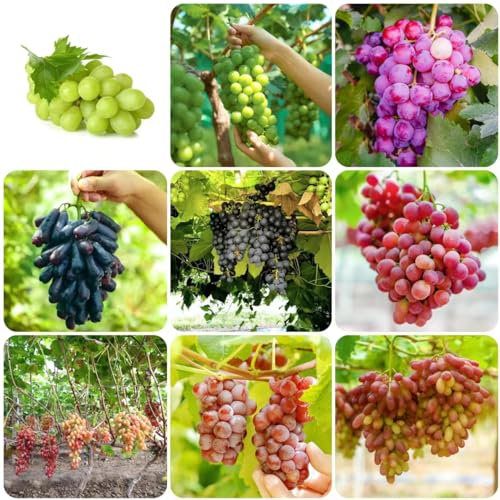 120 pcs weinreben samen - nachhaltige geschenke für frauen,trauben kernlos,weintrauben baum pflanzen, säulenobstbäume winterfeste pflanzen für balkon bonsai baum pflanzenkübel spezielle
