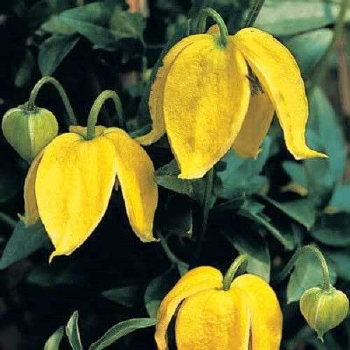 10 gelbe Clematis tangutica 'Radar Love' Blumenrebensamen *Flache S/H