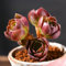 Sukkulenten samen、 sukkulenten echte pflanzen、succulent mini pflanzen、efeu deko、samen anzucht büropflanzen、schattenpflanzen winterhart blumen garten、fensterbank deko luftreinigende 100pcs