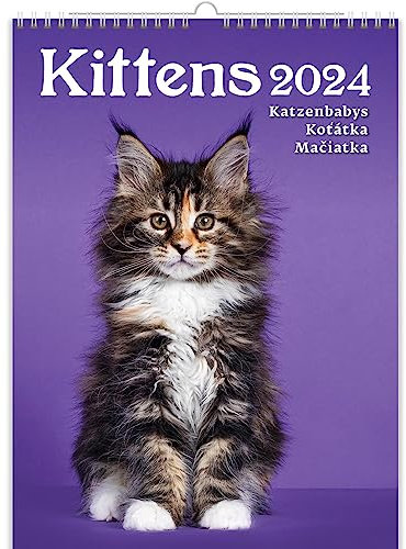 KALPA Katzenkalender 2025, Der Ultimative Monatliche Wandkalender (24 x 33 cm) im Fesselnden Hochformat. Ein Atemberaubender Fotokalender, Der Kunst in Ihren Alltag bringt.