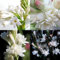 Tuberose zwiebeln,winterharte,tuberose zwiebel Winterhart MehrjäHrig,Staude TOP SORTE,Tuberose Zwiebel,Tuberose pflanze winterharte Blumenzwiebel,tuberose bulb,tuberose pflanze.-15zwiebeln-A