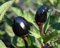 Chilli Black Pearl - Chili schwarze Perle - 5 Samen