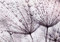 decomonkey Fototapete Pusteblume 350x256 cm XL Tapete Fototapeten Vlies Tapeten Vliestapete Wandtapete moderne Wandbild Wand Schlafzimmer Wohnzimmer Blumen Natur
