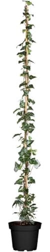 Hedera helix hibernica 5L 100-150 Großblättriger Irischer Efeu,winterhart, deutsche Baumschulqualität, im Topf für optimales anwachsen