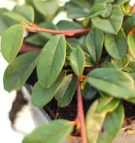 20 Stück Bodendecker Zwergmispel radicans Cotoneaster dammeri 20-30 cm kriechend