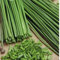 WegAna Erba cipollina Prazska 500g Semi Vegetali Coltivazione Semi per Serra Erbe da Giardino Erbe da Balcone Cucina