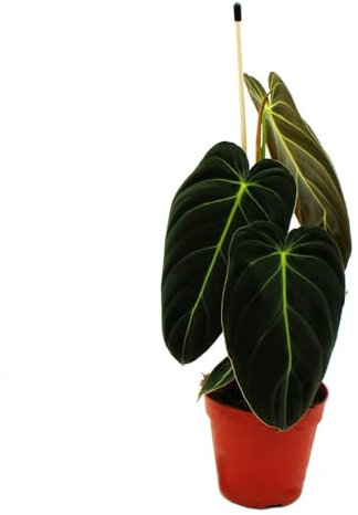 Philodendron Melanochrysum – L'ami des arbres noir et doré – Pot de 12 cm