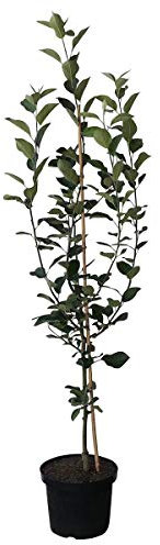 Apfelbaum Zabergäu Renette Winterapfel Buschbaum mürbe säuerlich 110-140 cm 10 L Topf Unterlage M7