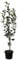 Apfelbaum Zabergäu Renette Winterapfel Buschbaum mürbe säuerlich 110-140 cm 10 L Topf Unterlage M7