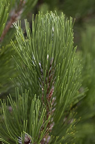 Pinus heldreichii 'Helmers Japan' 50-60 cm - Bosnische Kiefer, immergrün, ideal für Kübel und Rabatten, winterhart, pflegeleicht