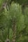 Pinus heldreichii 'Helmers Japan' 50-60 cm - Bosnische Kiefer, immergrün, ideal für Kübel und Rabatten, winterhart, pflegeleicht
