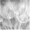 Bilderwelten Fototapete Pusteblume 192cm x 192cm Blumen Schwarz Weiß Blumentapete Vliestapete Tapete Wanddeko Ideen Wohnzimmer Schlafzimmer Küche