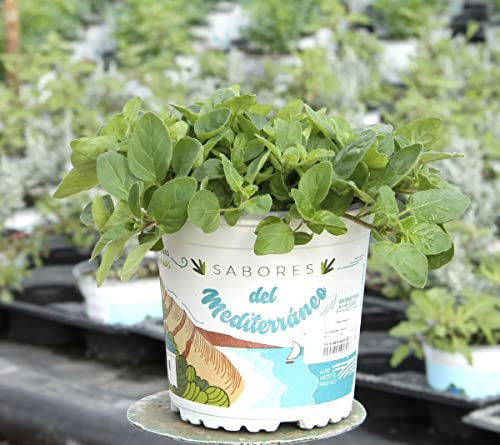 Planta de Orégano Natural Origanum Vulgare Planta Aromática Hierbas Provenzales para Cocinar
