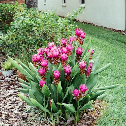 200 Pc Semi Di Curcuma, Semi Di Piante Da Balcone, Semi Di Erbe Aromatiche, Curcuma Longa, Semi Di Piante D'Appartamento Di Piante Verdi, Giardino Di Erbe Aromatiche Per Balconi Semi