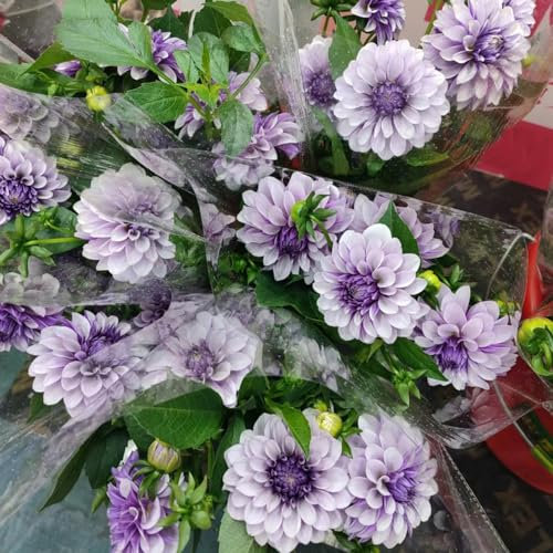 1 pcs dahlien knollen kaufen - dahlien zwiebeln - stauden geschenk garten, winterlinge zwiebel Dahlia Dahlie zwiebel outdoor pflanzen geschenke für pflanzenliebhaber frühlingsblumen