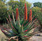 Farmerly Aloe Ferox Cactus Succulent 5 Semillas ~ Rojo Brillante gérmenes hojas de aloe ~ Red Tree