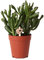 Groene plant - Succulent Crassula Hobbit - potmaat Ø9cm - grüne Zimmerpflanze - frisch aus der Gärtnerei